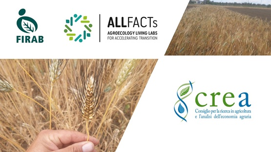 Cerealicoltura lucana bio e ricerca partecipata: progetti e competenze al servizio del territorio