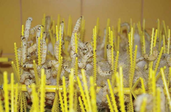 Riscoperta della gelsibachicoltura con tecniche di coltivazioni moderne