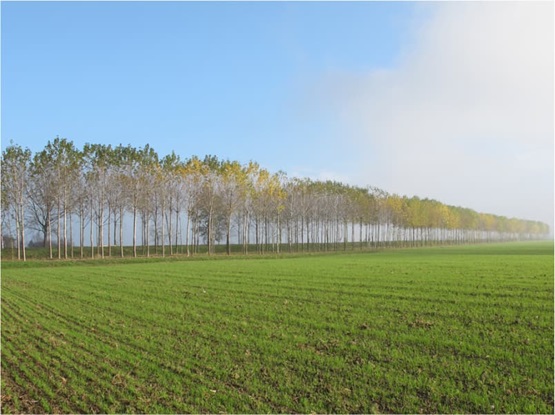 1923-2023: Risanamento e bonifica del territorio italiano nel centenario della legge forestale “Serpieri”