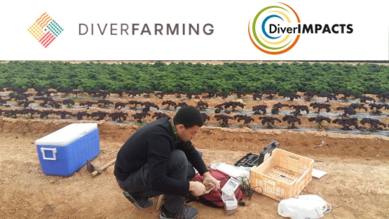 Una migliore sostenibilità ambientale, sociale ed economica dei sistemi agroalimentari: “Joint meeting Diverimpacts-Diverfarming”