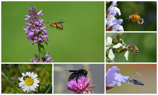 GIORNATA MONDIALE DELLE API 2022