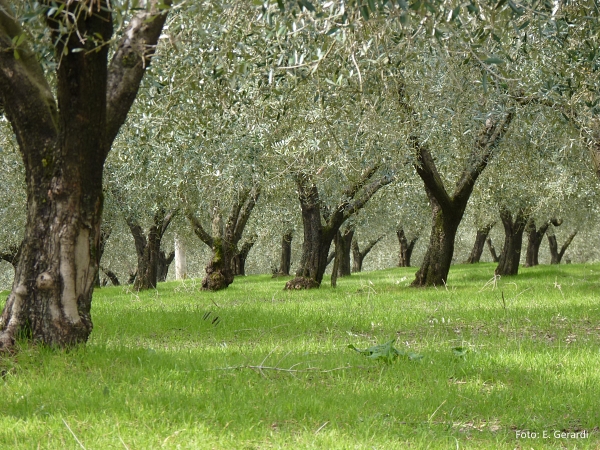 OLIVE MATRIX – Gestione Olivicola attraverso l’uso di Innovazione e Controllo