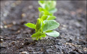 “I mezzi tecnici in agricoltura biologica (METinBIO): opportunità e criticità emergenti alla luce dei recenti aggiornamenti normativi”