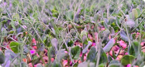 Webinar “World Soil Day: I contributi di SPIN-FERT”