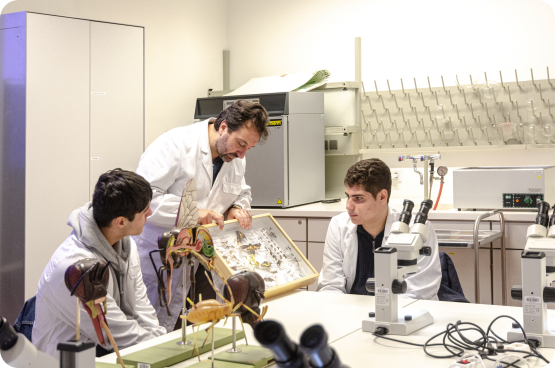 Giovani entomologi visitano il laboratorio di gelsibachicoltura del CREA-Agricoltura e Ambiente di Padova