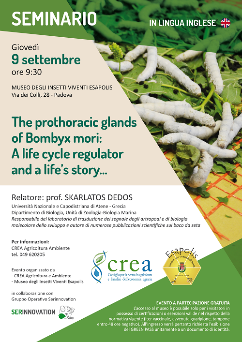Una lunga storia di sericoltura: “ The prothoracic glands of Bombyx mori: A life cycle regulator and a life’s story…”