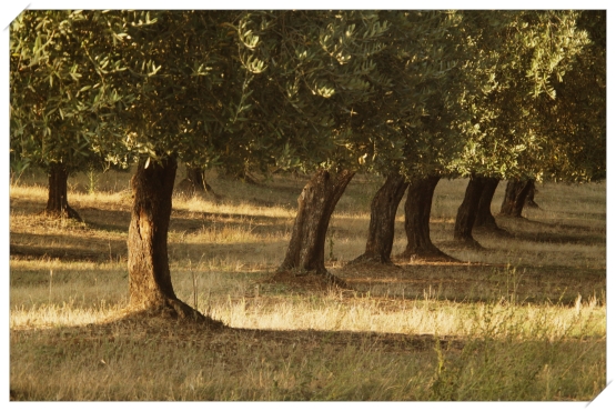 “Green economy”: al via il convegno scientifico