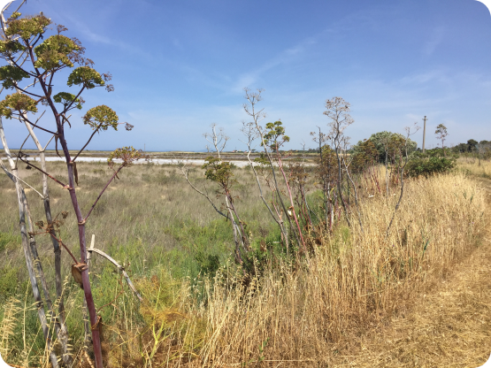 Sostenibilità agricola: scenari economici, politici ed ambientali nell’area di Tarquinia