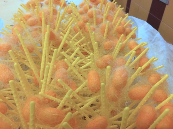 Il CREA Agricoltura e Ambiente ospita l’associazione “Cevennes en Soie” presso il suo laboratorio di gelsibachicoltura di Padova