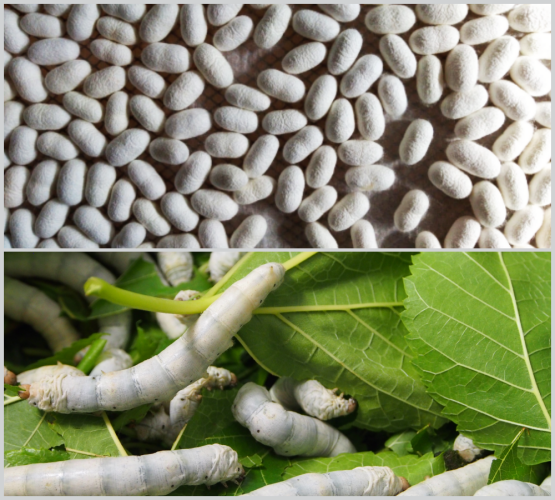 La filiera della gelsibachicoltura