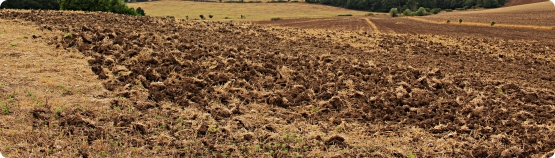 “Alla scoperta del suolo. Un ecosistema da conoscere e difendere”: giornata divulgativa nell’ambito del Festival dello Sviluppo Sostenibile 2021