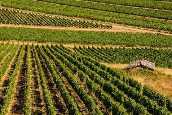 Primo DEMO DAY di LIFE VitiCaSe