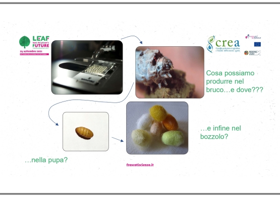 “Bacman: il supereroe della seta”