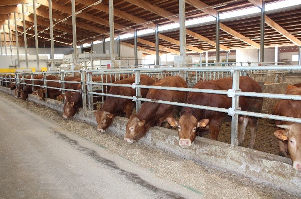 Questionario progetto AUTOFEED