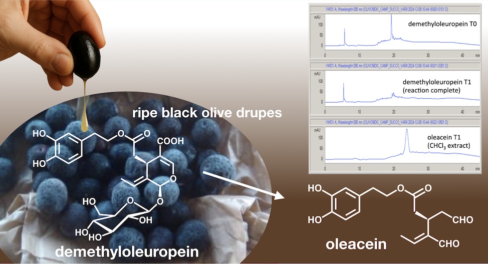 Fascination of Plants Day 2026: al CREA di Milano un viaggio tra storia e innovazione biomimetica dell'olivo