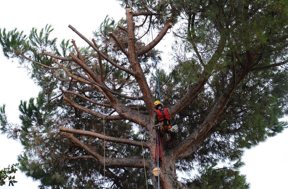 Webinar “APPROFONDIMENTI SULLA GESTIONE SOSTENIBILE DEL VERDE URBANO”