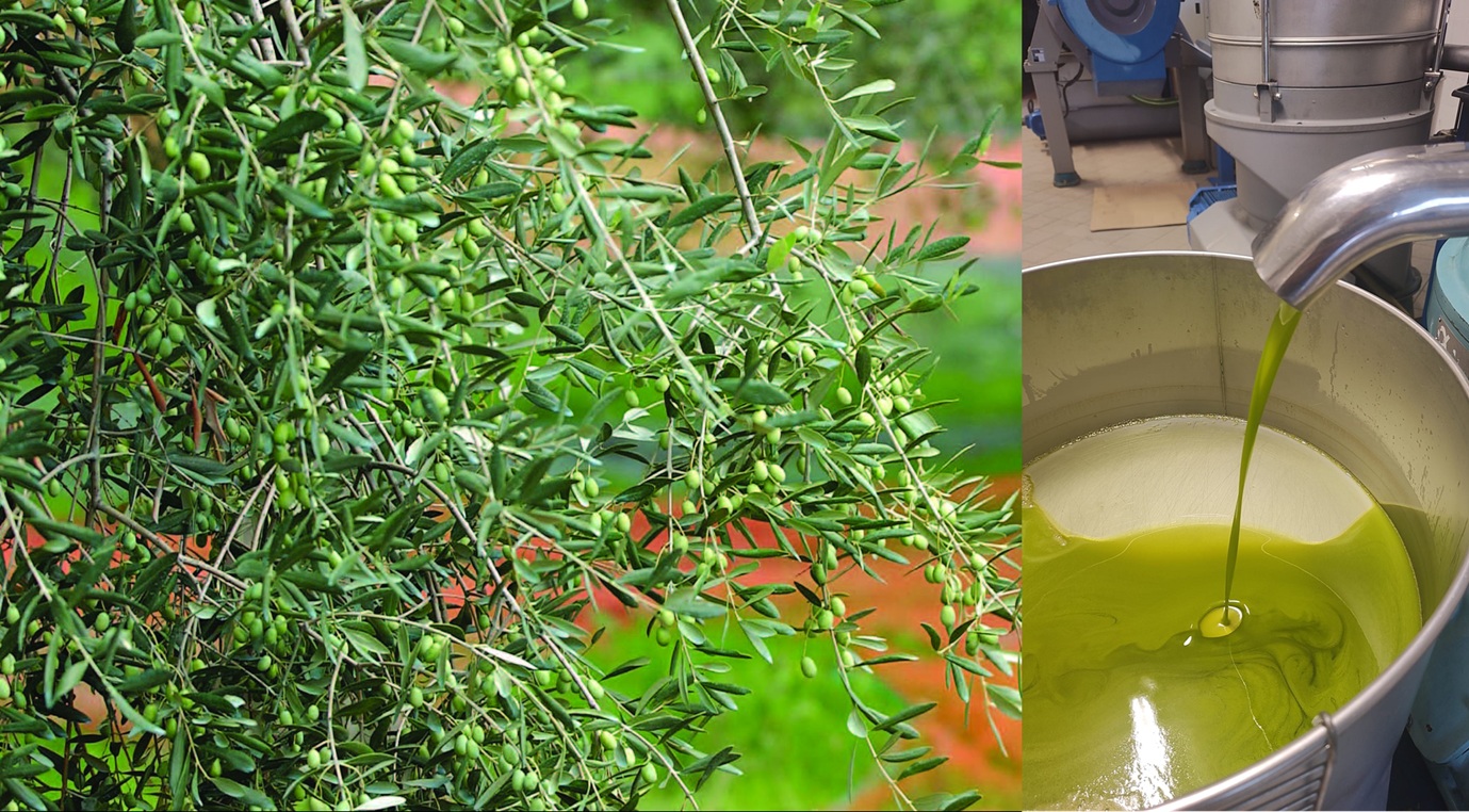 Incontro tecnico di armonizzazione per i capi panel e vice capi panel dei comitati di assaggio riconosciuti ai sensi del D.M. 07/10/2021