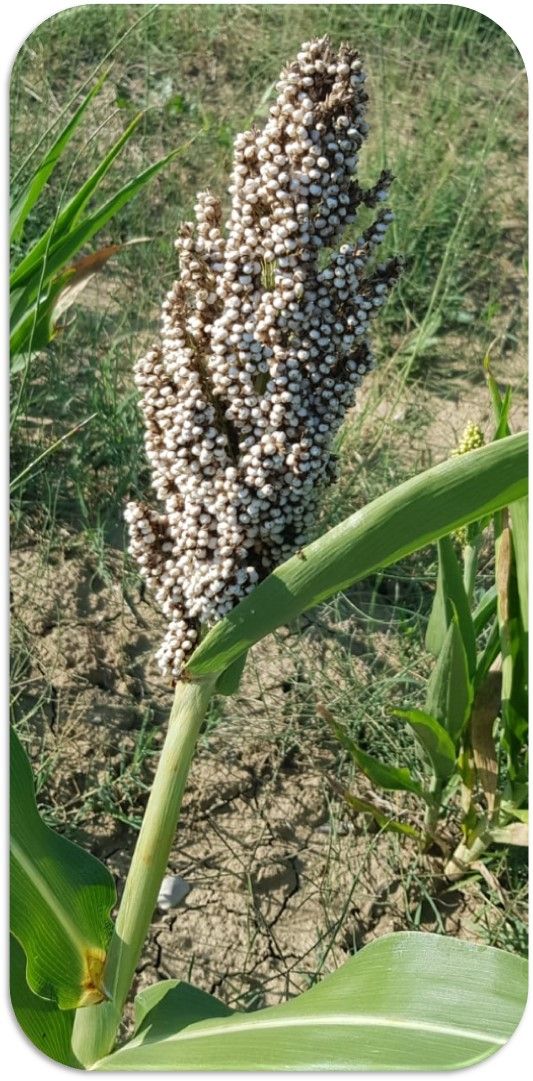 2° EVENTO TELEMATICO DI ANIMAZIONE E COINVOLGIMENTO DEL PROGETTO ‘SOUL’