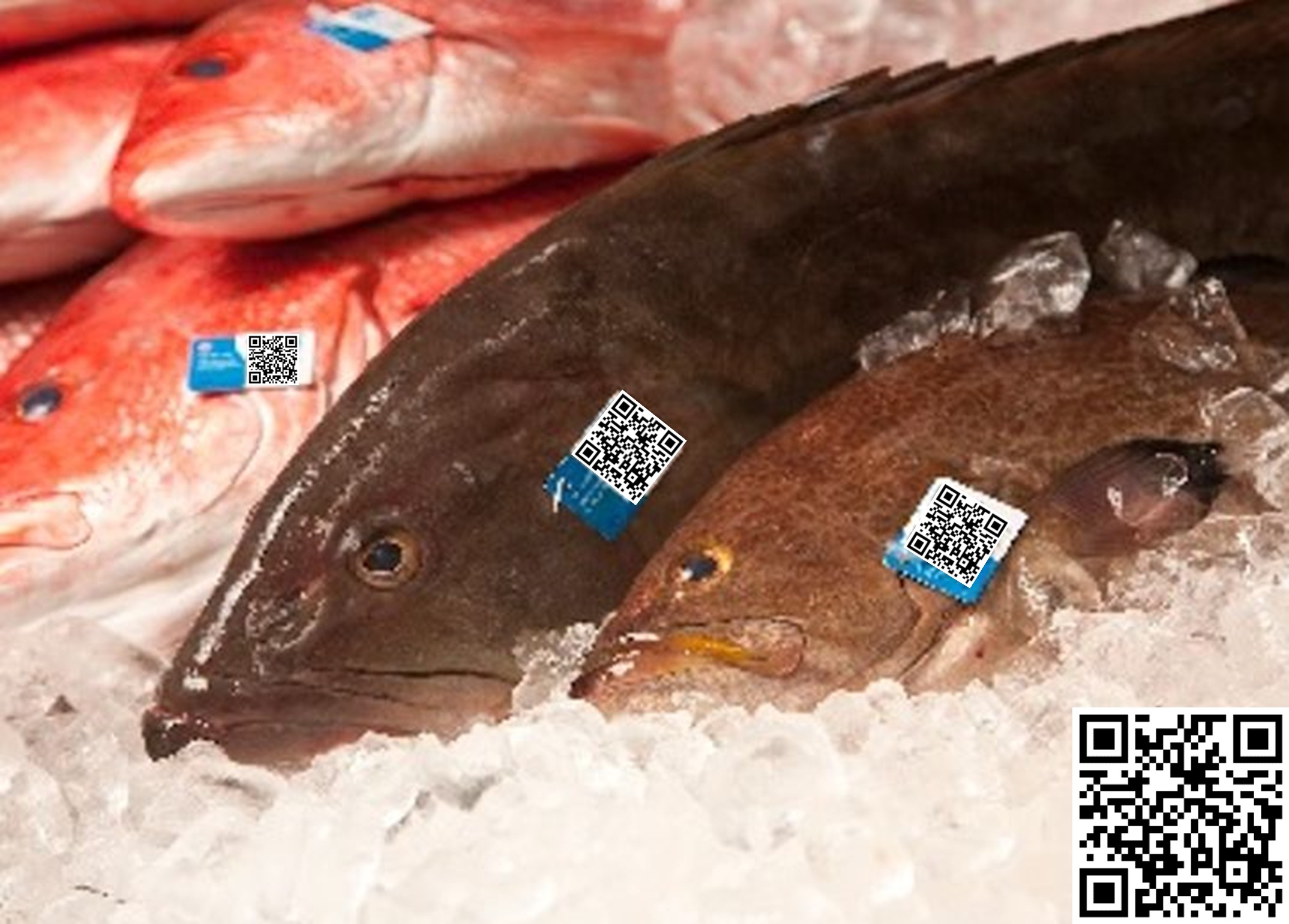 Questionario PESCA-CHAIN: tecnologie innovative per la tracciabilità nel settore della pesca