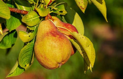 Pera IGP del Mantovano