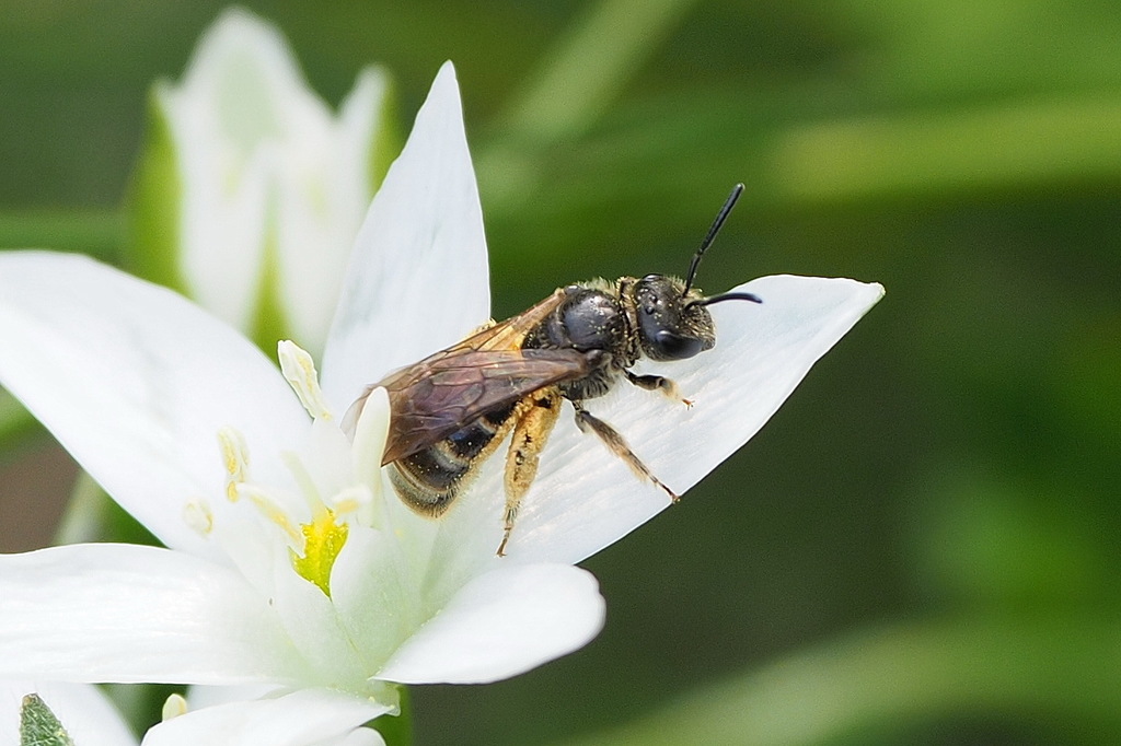 Strategie Innovative per Migliorare la Resilienza delle Api alle Malattie