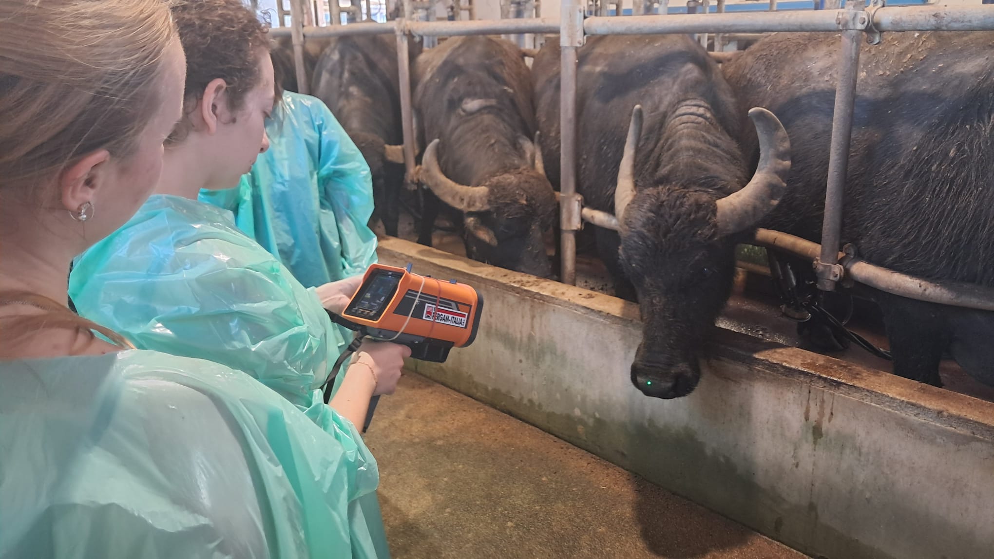 Tirocinio Pratico Valutativo per il Corso di Laurea Magistrale in Medicina Veterinaria