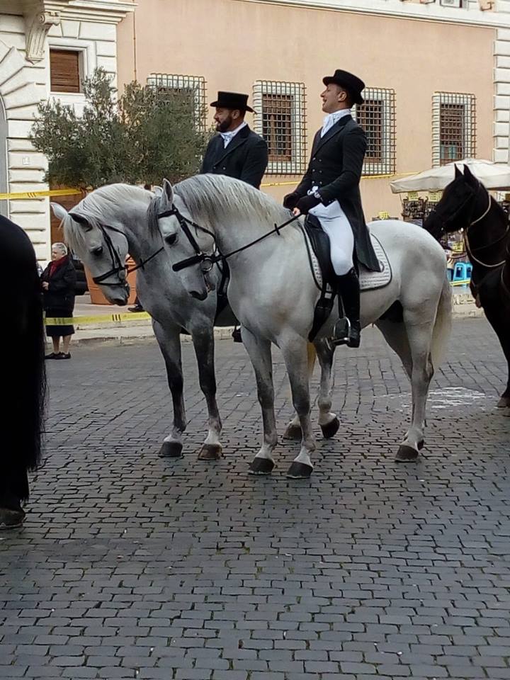 Anche i Lipizzani del CREA festeggiano Sant'Antonio Abate, patrono degli animali