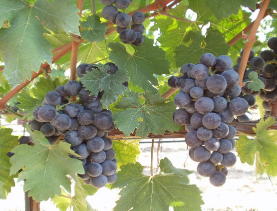 Webinar “I rosati nell'era del climate change: sfide per preservare aromi e tipicità”