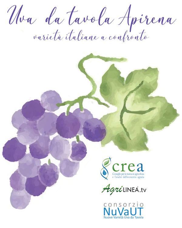 Uva da tavola apirena – Varietà italiane a confronto