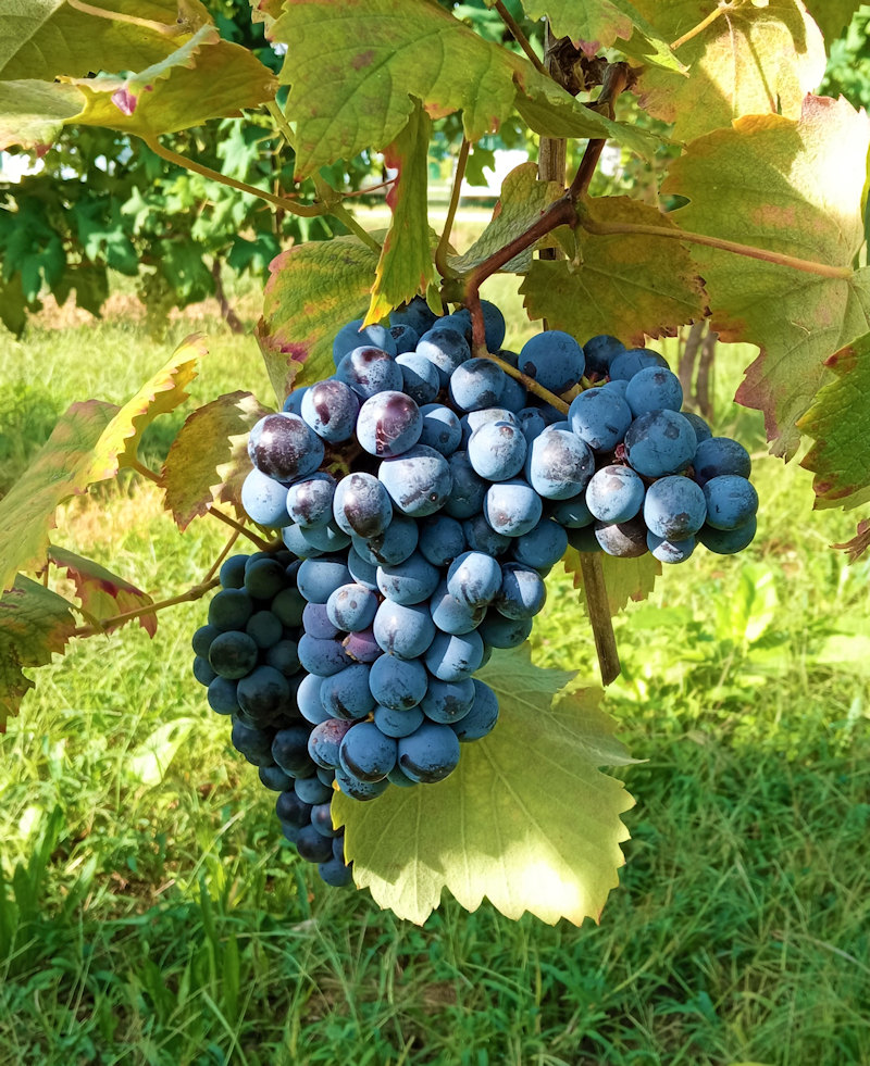 Workshop tecnico-scientifico: 