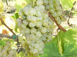 SANTA SOFIA da vitigno storico dell’Area Protetta a nuova opportunità per l’economia vitivinicola del Parco