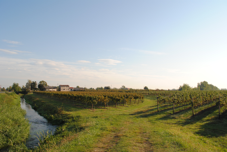 VINEAforum Nutrizione e resilienza del vigneto