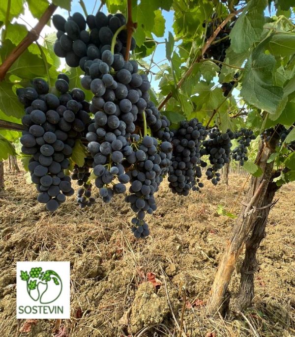 Presentazione Progetto SOSTEVIN “Sostenibilità e sviluppo della diversità bio-culturale vitivinicola campana”