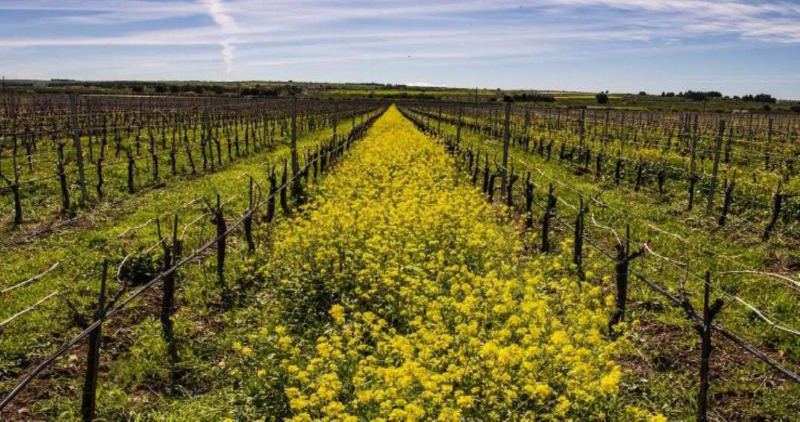 I benefici delle colture di copertura in viticoltura da vino