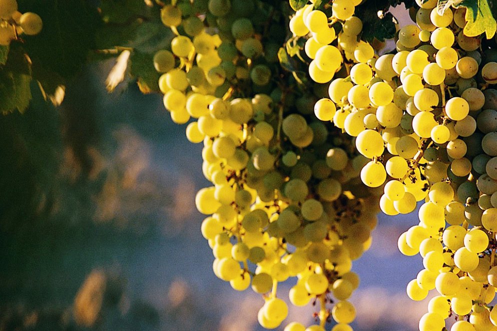 Strumenti per un prosecco resiliente