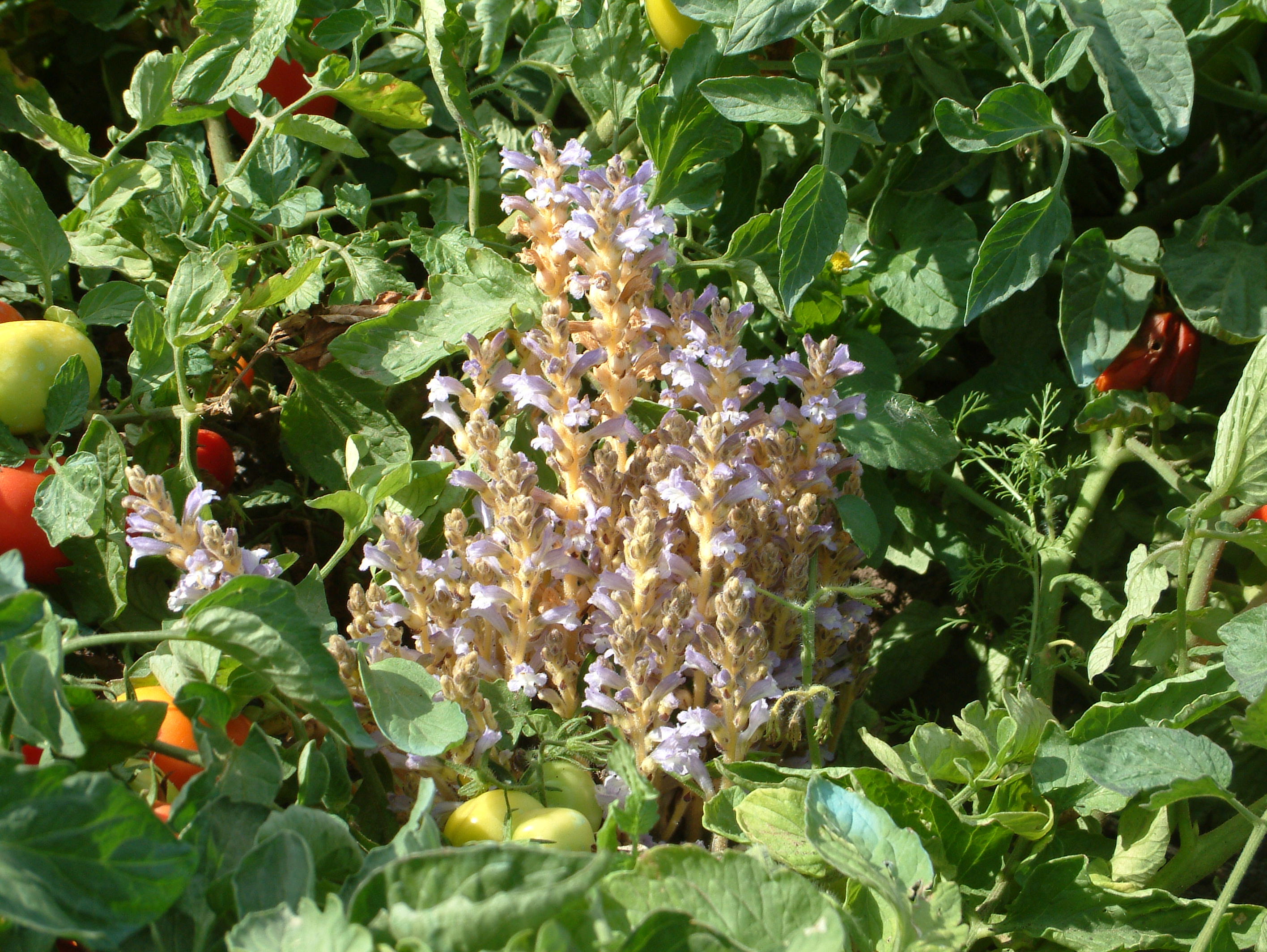 Parasitic Weeds: know the enemy to combat it