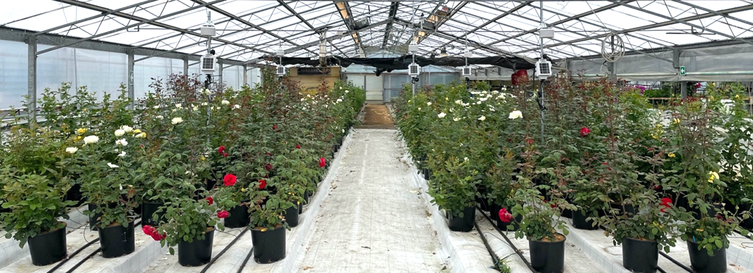 Sistemi di controllo integrati per la difesa fitopatologica su Rosa spp.