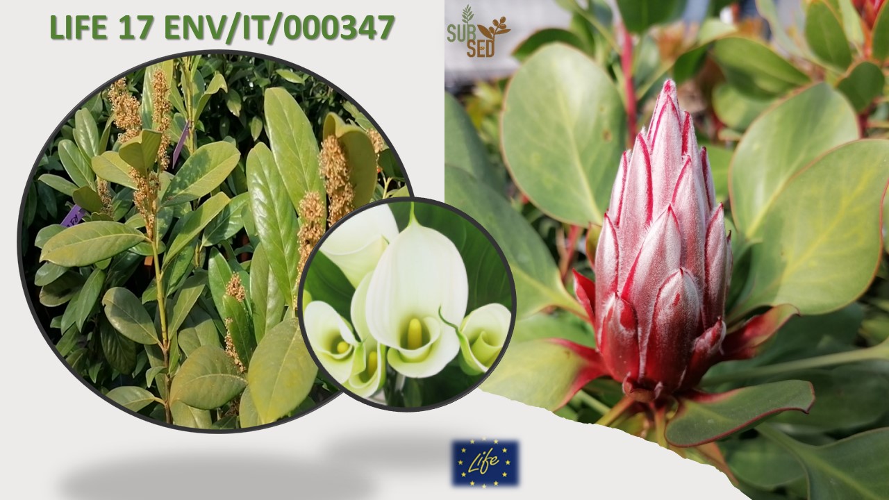 LIFE SUBSED Substrati sostenibili per l'agricoltura ottenuti da sedimenti marini dragati e bonificati: dai porti ai vasi