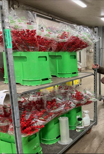 Conservazione post-raccolta di fronde recise: nuove procedure eco sostenibili per il florovivaismo.