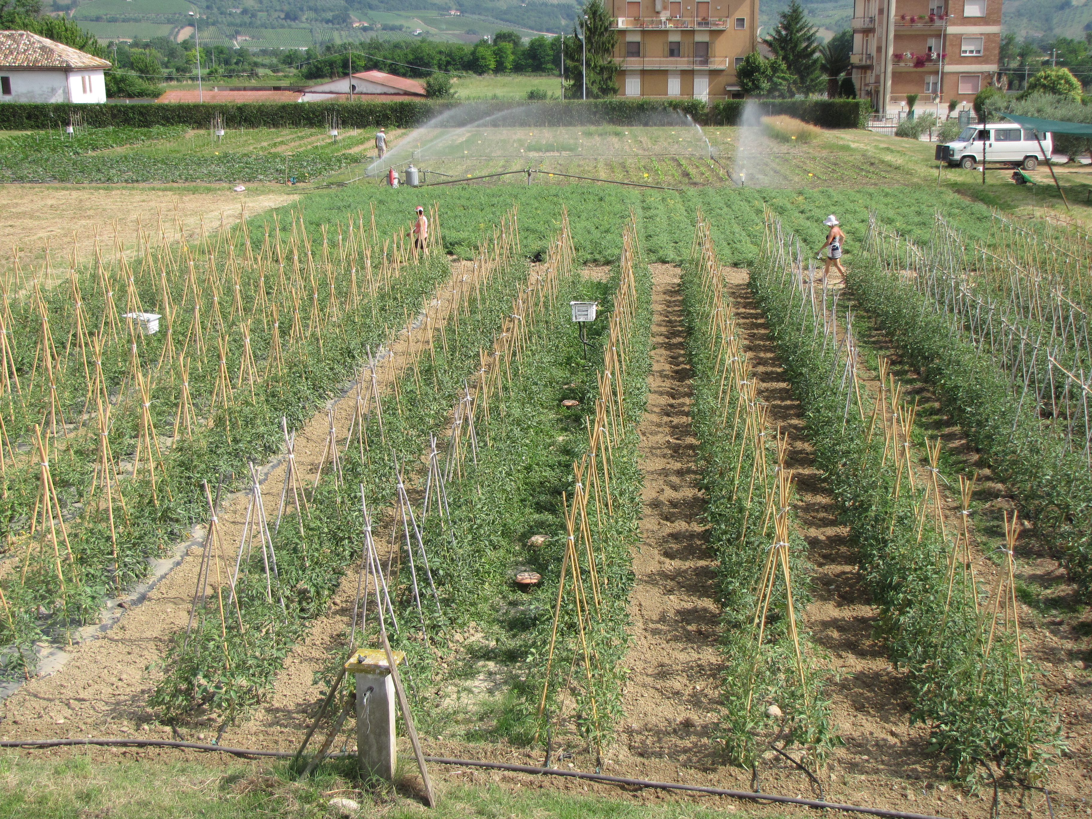 Tendenze e strategie per l’innovazione in orticoltura biologica