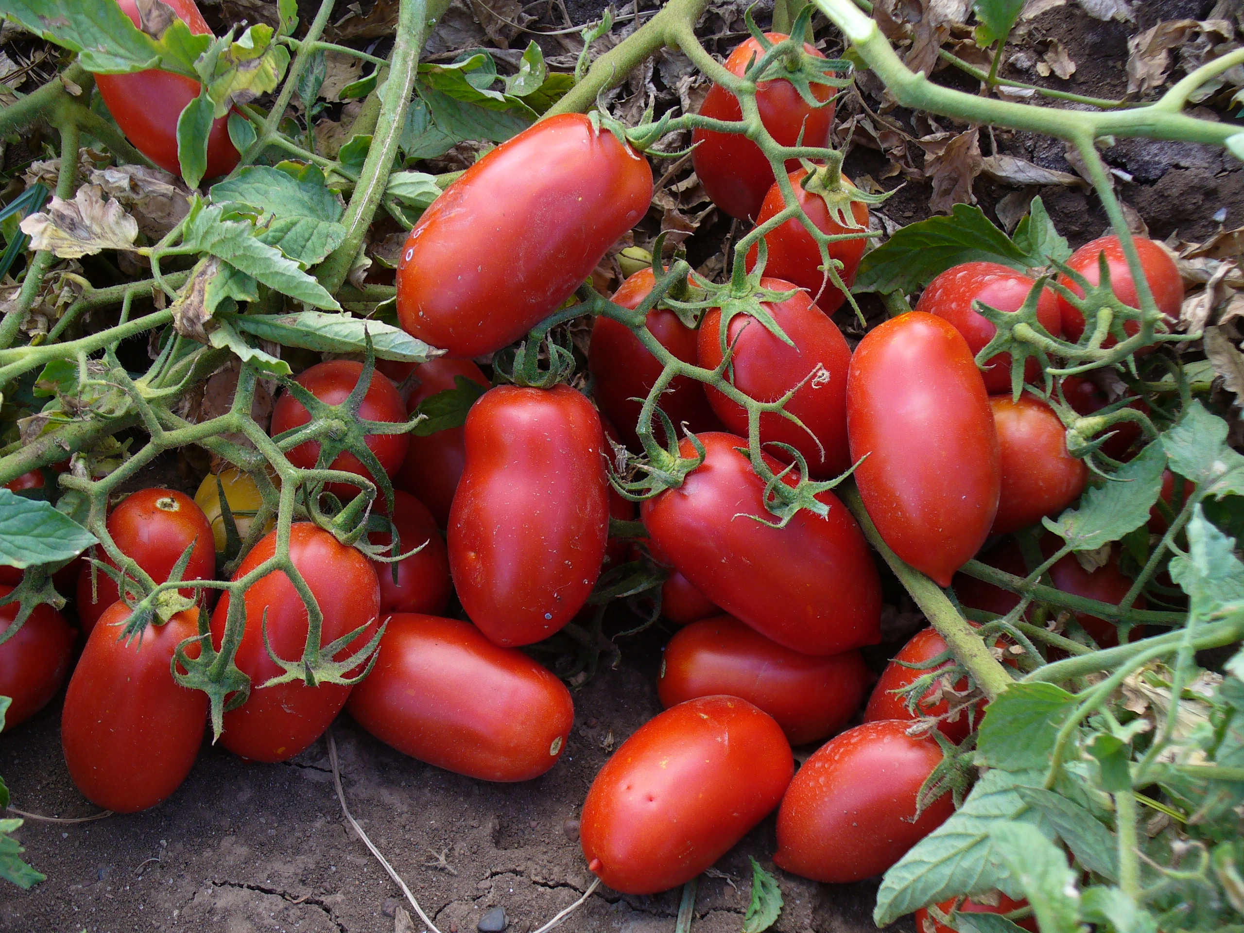Pomodoro da Industria: Online i risultati del I anno del progetto sul confronto varietale