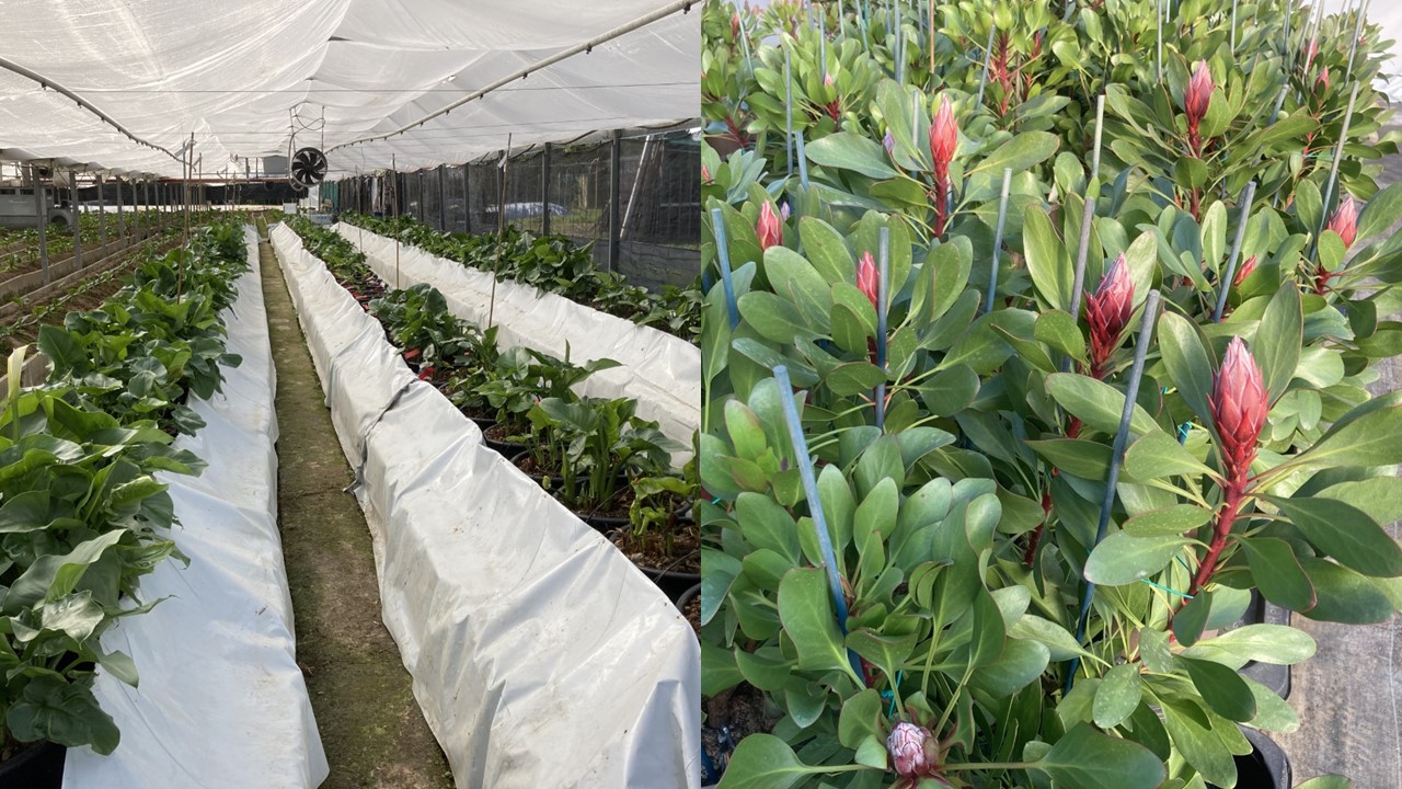 Giornata tecnica al CREA sul progetto LIFE-SUBSED