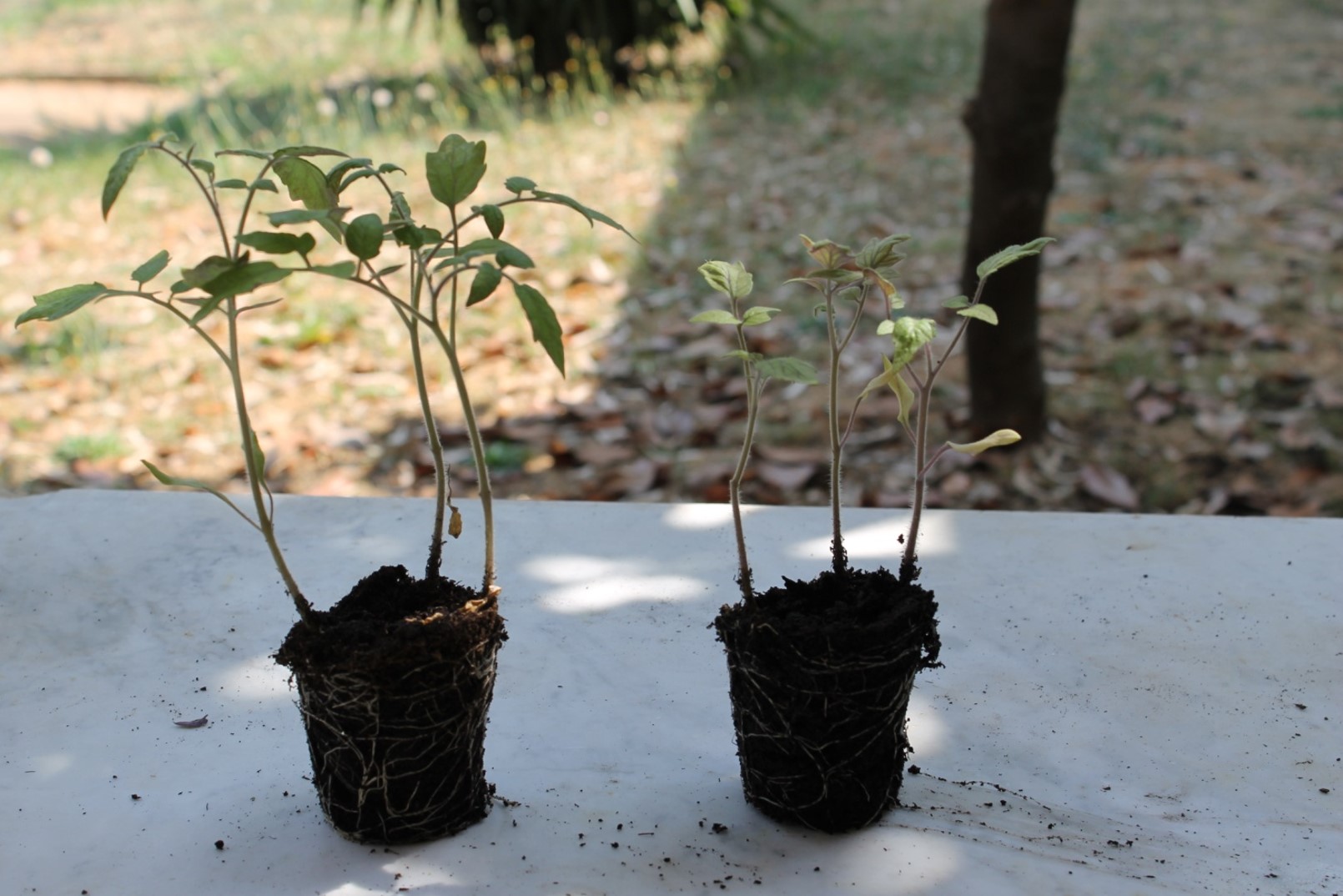 1° Corso di Approfondimento sul Microbioma in Agricoltura