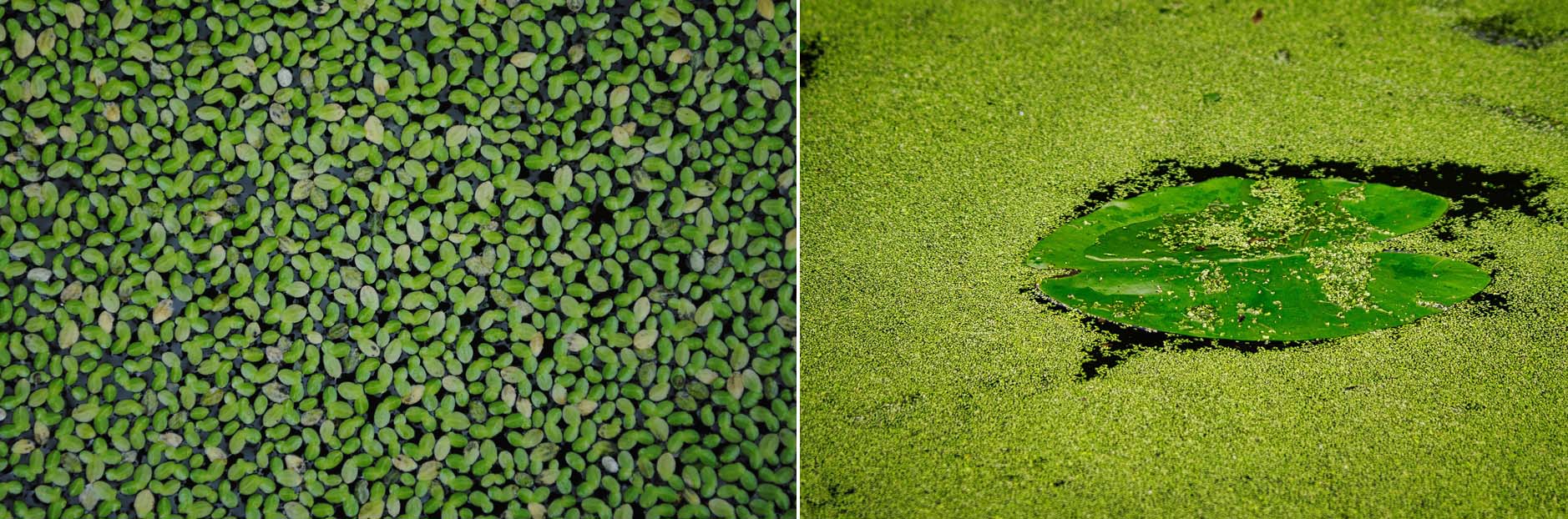 La lenticchia d’acqua (Martinov.): frontiere e nuove risorse