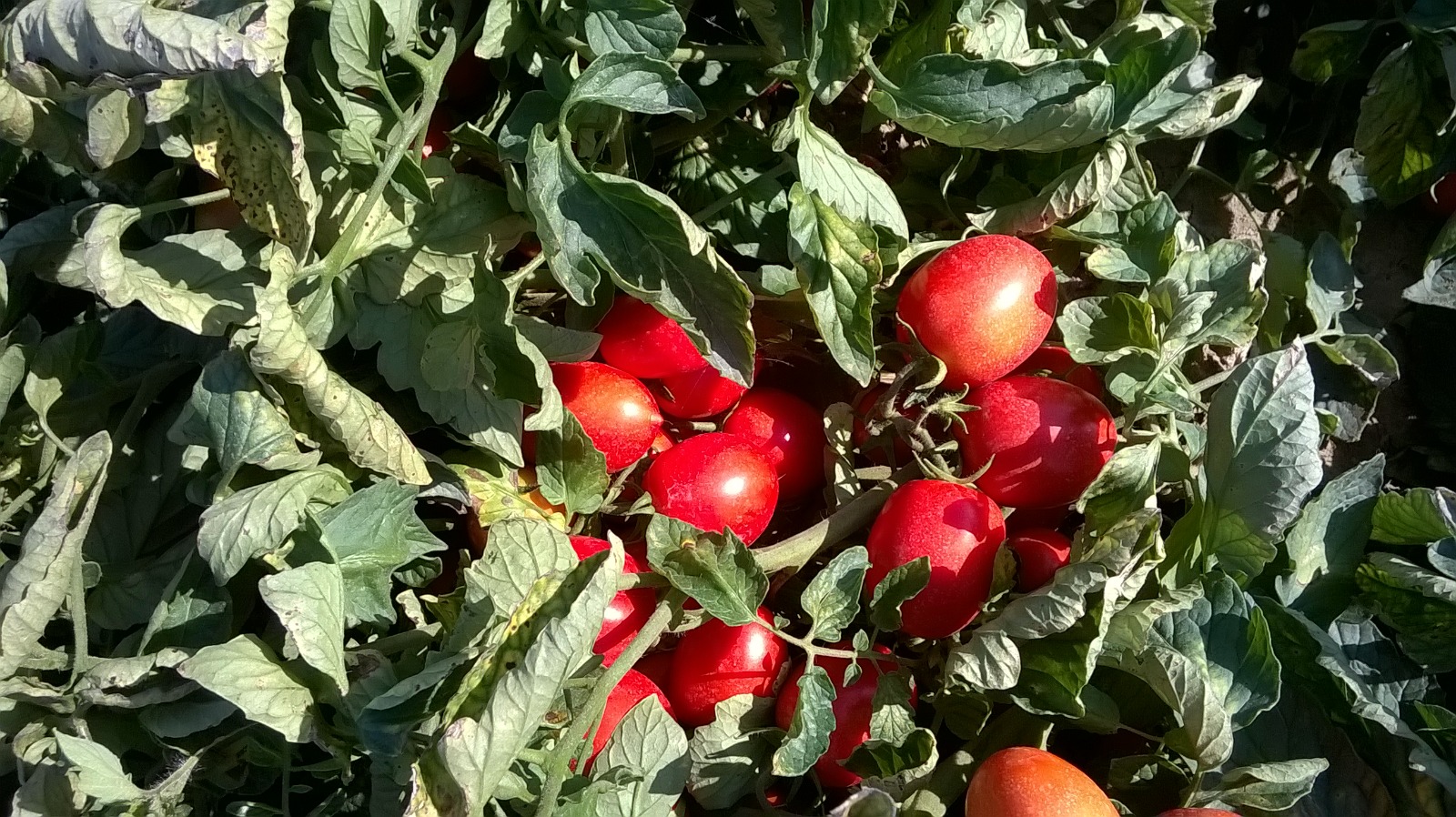 Il CREA partecipa al progetto VA.PO.RE