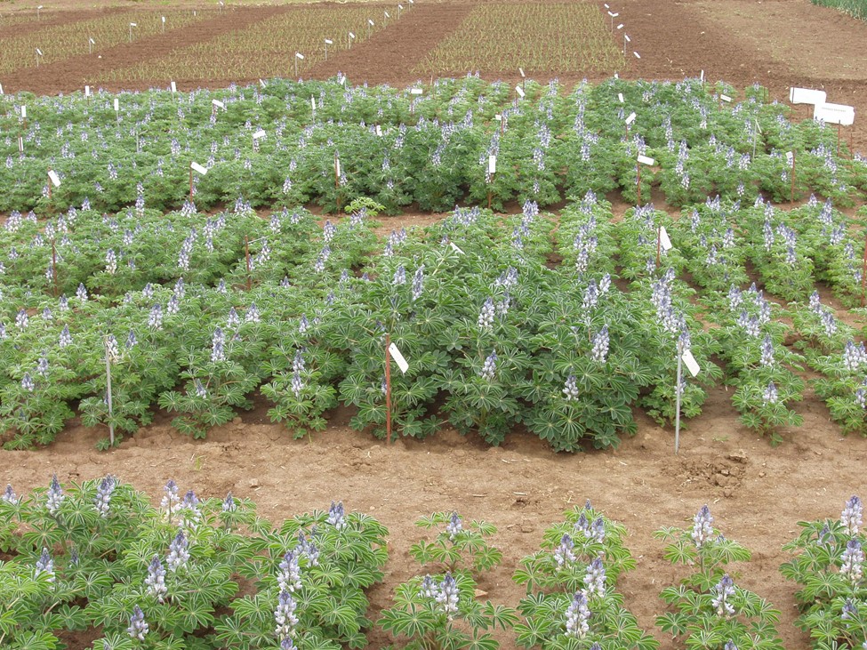 Il CREA presenta il progetto ROSTRI