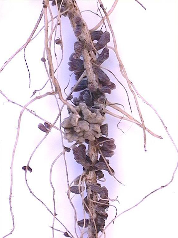 Giornata della Terra: il CREA al webinar