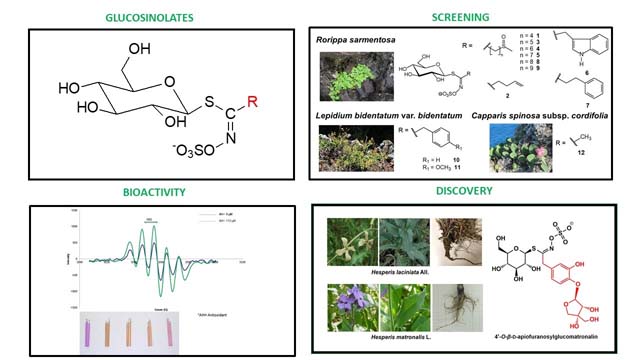Highlights of our recent contributions to the screening, discovery, and bioactivity of glucosinolates from plants of the order Brassicales