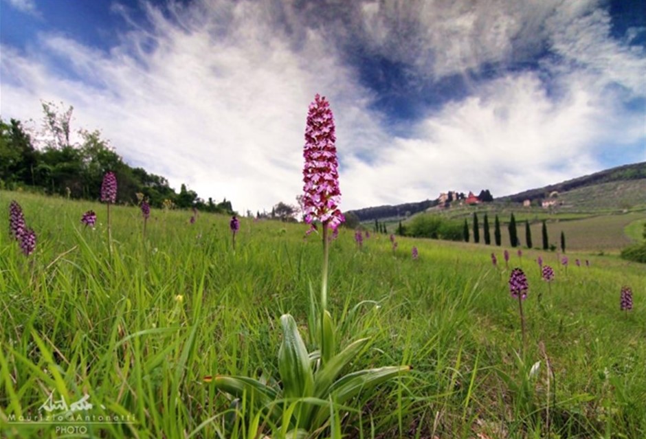 Produzioni di orchidee per uso alimentare e conservazione di germoplasma: l’esperienza del Programma RGV FAO, VI Triennio