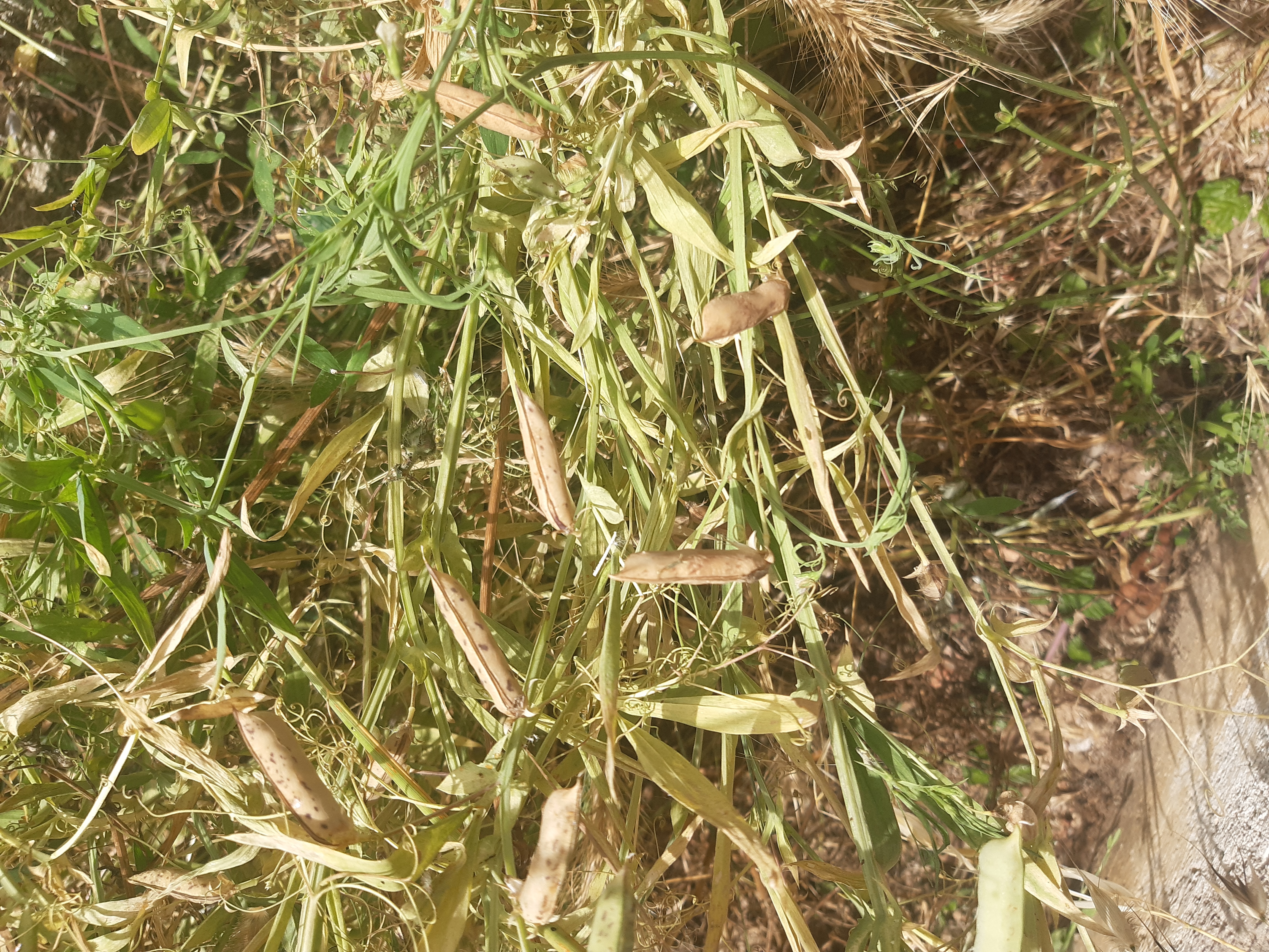 IL MARACUOCCIO, risorsa genetica del Progetto ABC: coltivazione, valorizzazione e messa in rete dei suoi portatori d’interesse